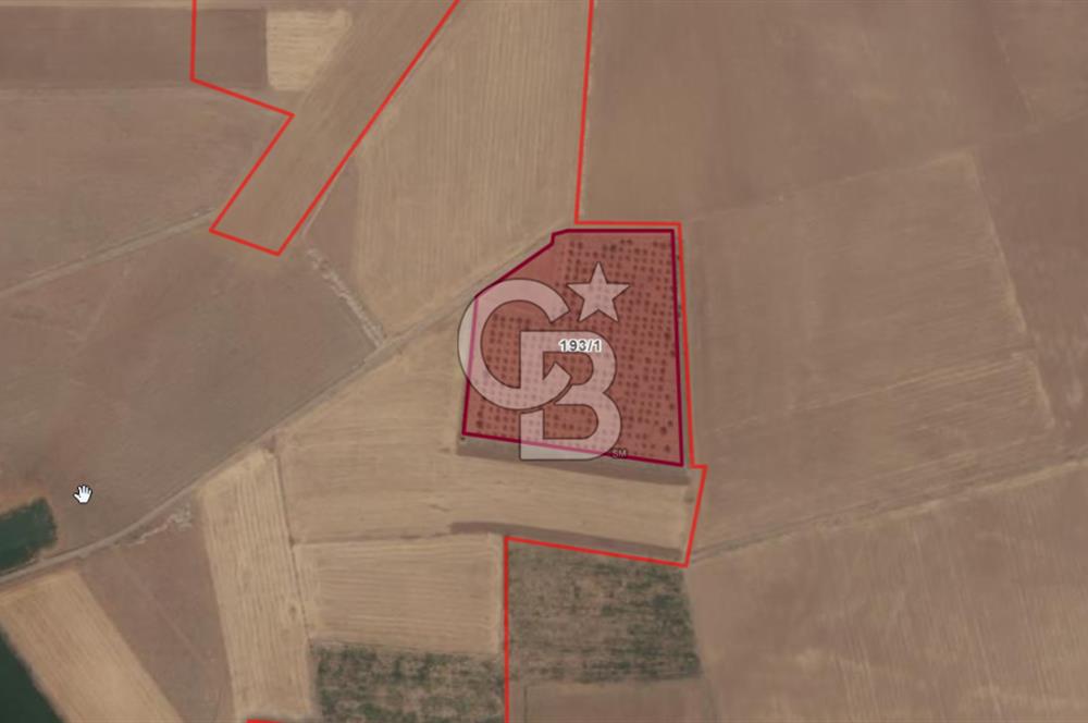 CB'DEN ÇUMRA AVDUL'DA 21.374 m² BADEM-CEVİZ BAHÇESİ SATILIK