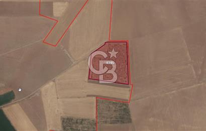 CB'DEN ÇUMRA AVDUL'DA 21.374 m² BADEM-CEVİZ BAHÇESİ SATILIK