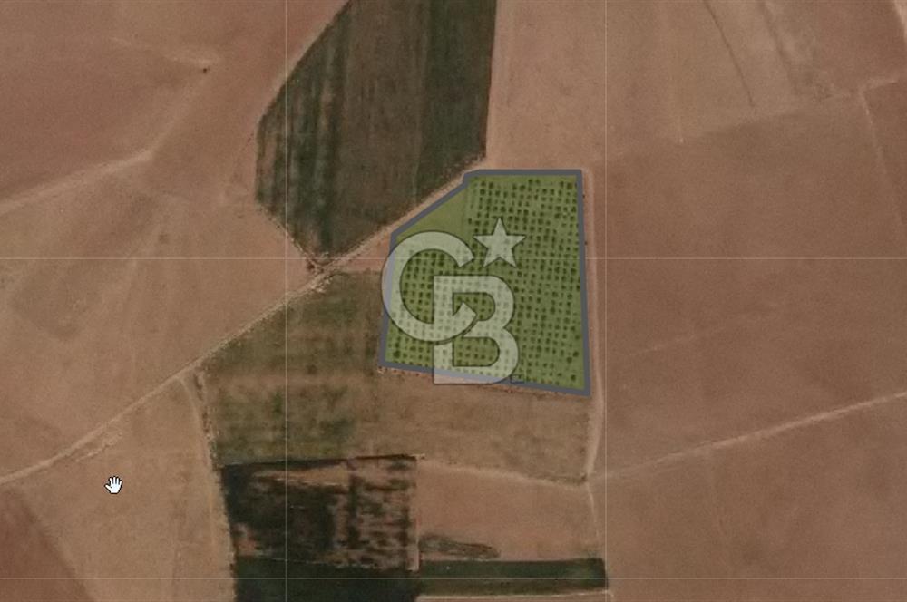 CB'DEN ÇUMRA AVDUL'DA 21.374 m² BADEM-CEVİZ BAHÇESİ SATILIK