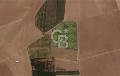 CB'DEN ÇUMRA AVDUL'DA 21.374 m² BADEM-CEVİZ BAHÇESİ SATILIK