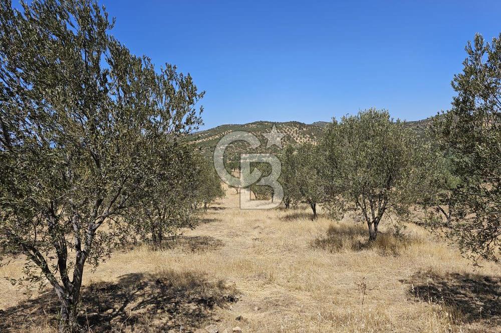 BALIKESİR GÖMEÇ HACI HÜSEYİNLER MH.YATIRIMLIK SATILIK ZEYTİNLİK