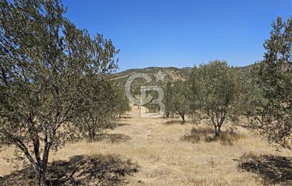 BALIKESİR GÖMEÇ HACI HÜSEYİNLER MH.YATIRIMLIK SATILIK ZEYTİNLİK