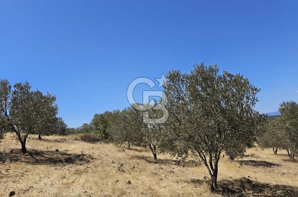 BALIKESİR GÖMEÇ HACI HÜSEYİNLER MH.YATIRIMLIK SATILIK ZEYTİNLİK