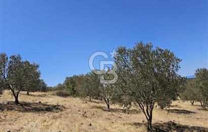 BALIKESİR GÖMEÇ HACI HÜSEYİNLER MH.YATIRIMLIK SATILIK ZEYTİNLİK
