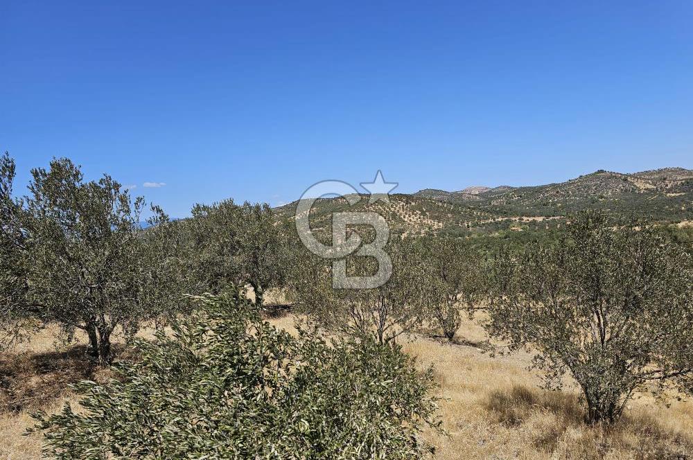 BALIKESİR GÖMEÇ HACI HÜSEYİNLER MH.YATIRIMLIK SATILIK ZEYTİNLİK