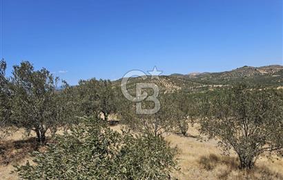 BALIKESİR GÖMEÇ HACI HÜSEYİNLER MH.YATIRIMLIK SATILIK ZEYTİNLİK