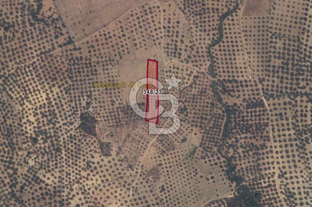 BALIKESİR GÖMEÇ HACI HÜSEYİNLER MH.YATIRIMLIK SATILIK ZEYTİNLİK