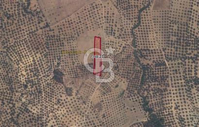 BALIKESİR GÖMEÇ HACI HÜSEYİNLER MH.YATIRIMLIK SATILIK ZEYTİNLİK