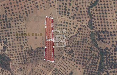 BALIKESİR GÖMEÇ HACI HÜSEYİNLER MH.YATIRIMLIK SATILIK ZEYTİNLİK