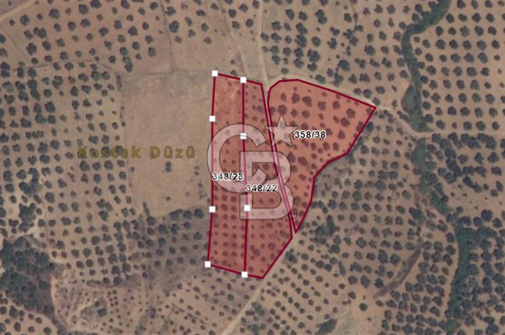 BALIKESİR GÖMEÇ HACI HÜSEYİNLER MH.YATIRIMLIK SATILIK ZEYTİNLİK