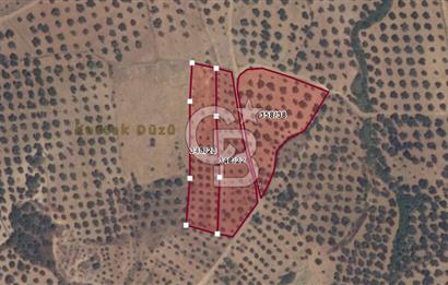 BALIKESİR GÖMEÇ HACI HÜSEYİNLER MH.YATIRIMLIK SATILIK ZEYTİNLİK