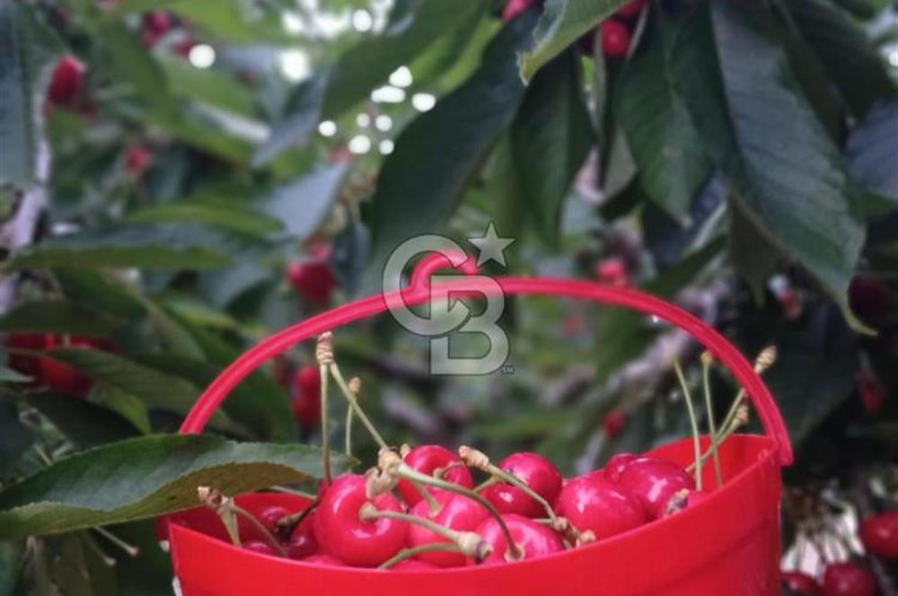 Bornova Yaka köy'de Satılık Müstakil Tapulu Verimli Kiraz Bahçesi