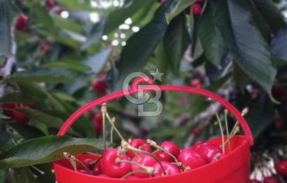 Bornova Yaka köy'de Satılık Müstakil Tapulu Verimli Kiraz Bahçesi