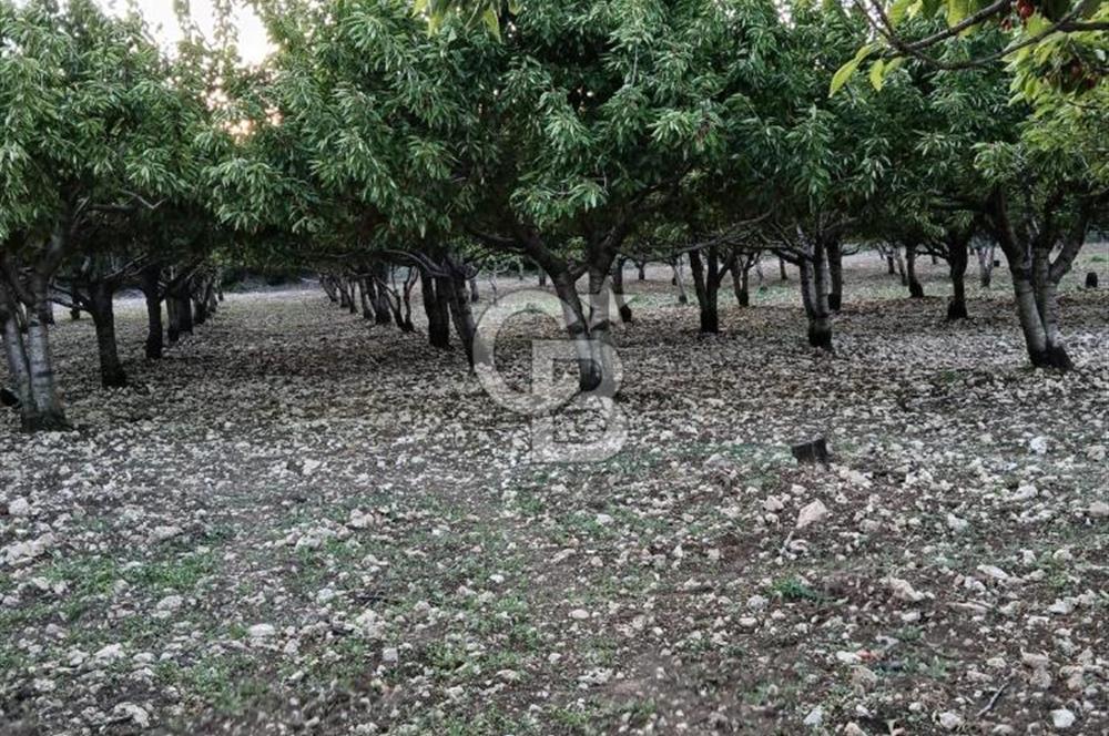 Bornova Yaka köy'de Satılık Müstakil Tapulu Verimli Kiraz Bahçesi