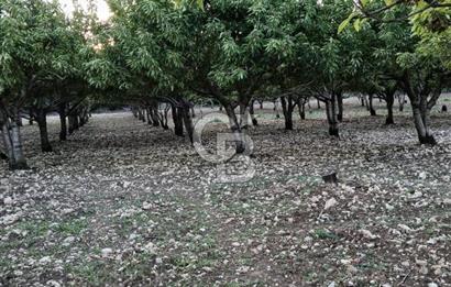 Bornova Yaka köy'de Satılık Müstakil Tapulu Verimli Kiraz Bahçesi