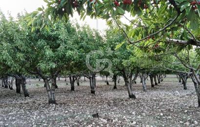 Bornova Yaka köy'de Satılık Müstakil Tapulu Verimli Kiraz Bahçesi