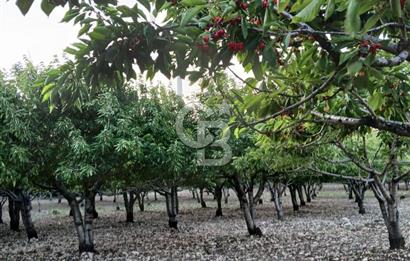 Bornova Yaka köy'de Satılık Müstakil Tapulu Verimli Kiraz Bahçesi