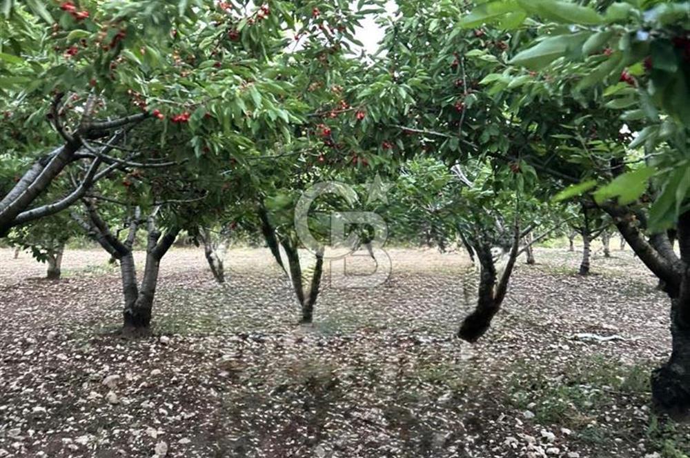 Bornova Yaka köy'de Satılık Müstakil Tapulu Verimli Kiraz Bahçesi