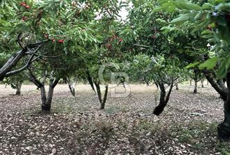 Bornova Yaka köy'de Satılık Müstakil Tapulu Verimli Kiraz Bahçesi - 1 - 323398