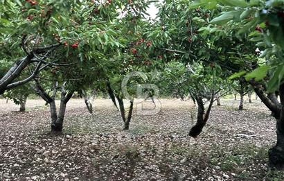 Bornova Yaka köy'de Satılık Müstakil Tapulu Verimli Kiraz Bahçesi