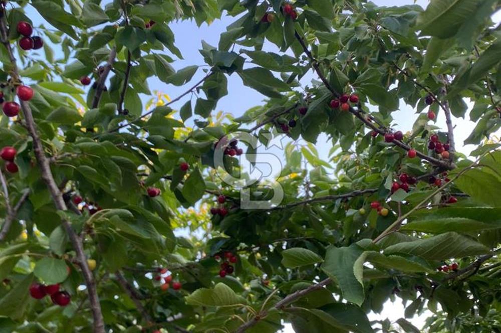 Bornova Yaka köy'de Satılık Müstakil Tapulu Verimli Kiraz Bahçesi
