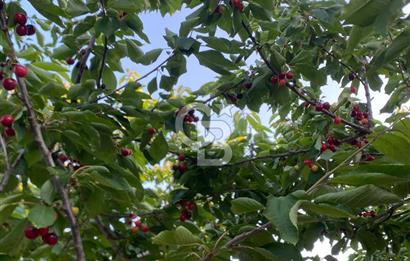 Bornova Yaka köy'de Satılık Müstakil Tapulu Verimli Kiraz Bahçesi