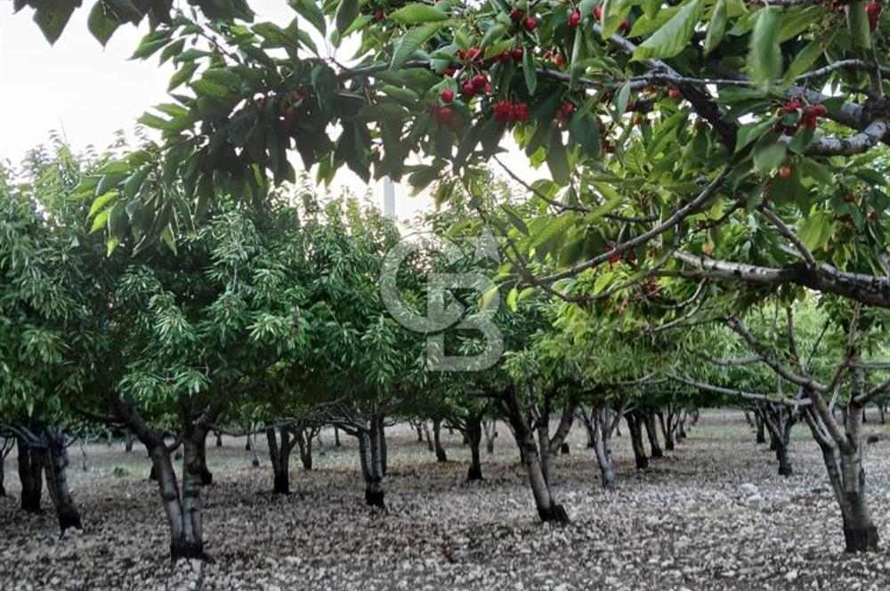 Bornova Yaka köy'de Satılık Müstakil Tapulu Verimli Kiraz Bahçesi