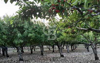 Bornova Yaka köy'de Satılık Müstakil Tapulu Verimli Kiraz Bahçesi