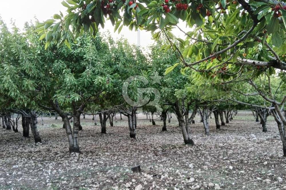 Bornova Yaka köy'de Satılık Müstakil Tapulu Verimli Kiraz Bahçesi