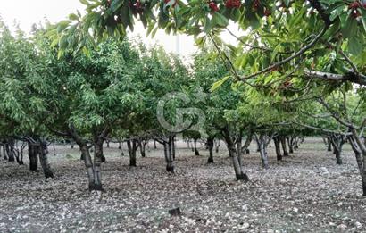Bornova Yaka köy'de Satılık Müstakil Tapulu Verimli Kiraz Bahçesi