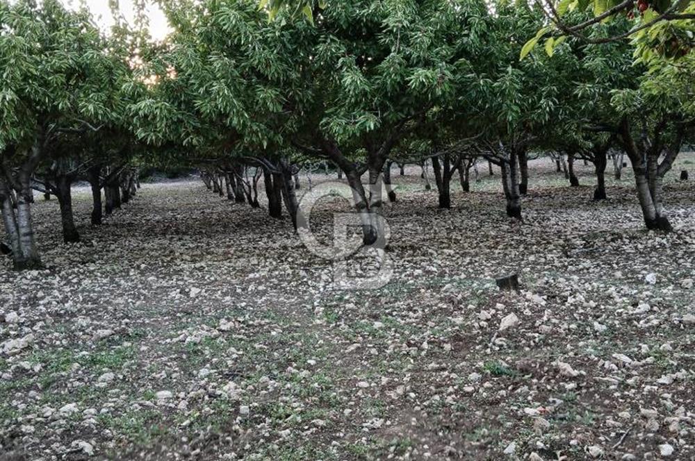 Bornova Yaka köy'de Satılık Müstakil Tapulu Verimli Kiraz Bahçesi