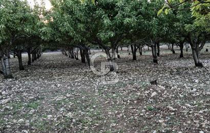 Bornova Yaka köy'de Satılık Müstakil Tapulu Verimli Kiraz Bahçesi