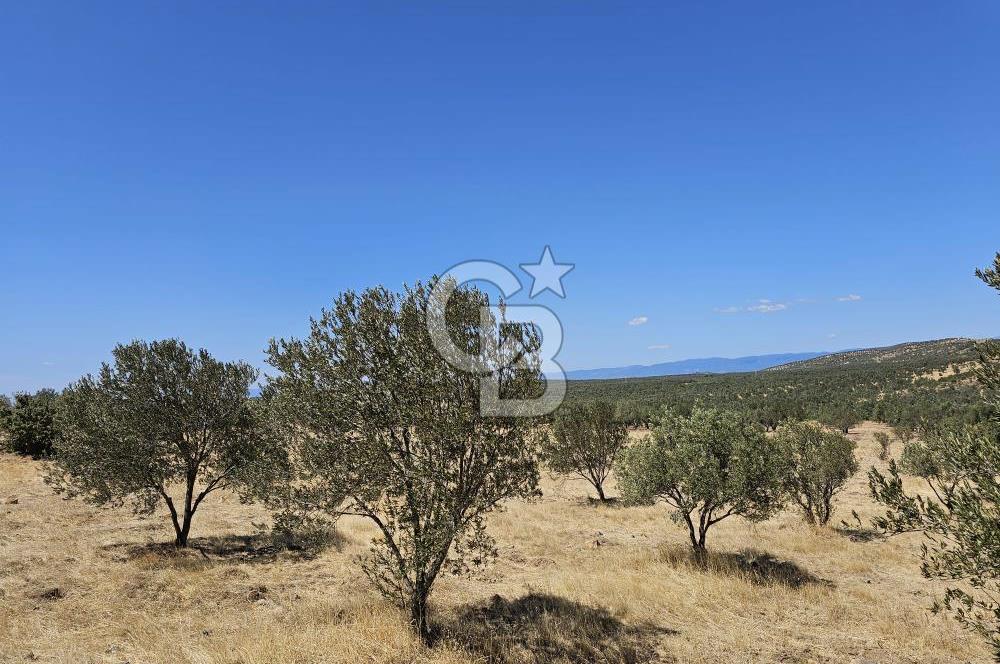 BALIKESİR GÖMEÇ HACI HÜSEYİNLER MH.YATIRIMLIK SATILIK ZEYTİNLİK