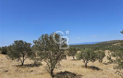 BALIKESİR GÖMEÇ HACI HÜSEYİNLER MH.YATIRIMLIK SATILIK ZEYTİNLİK