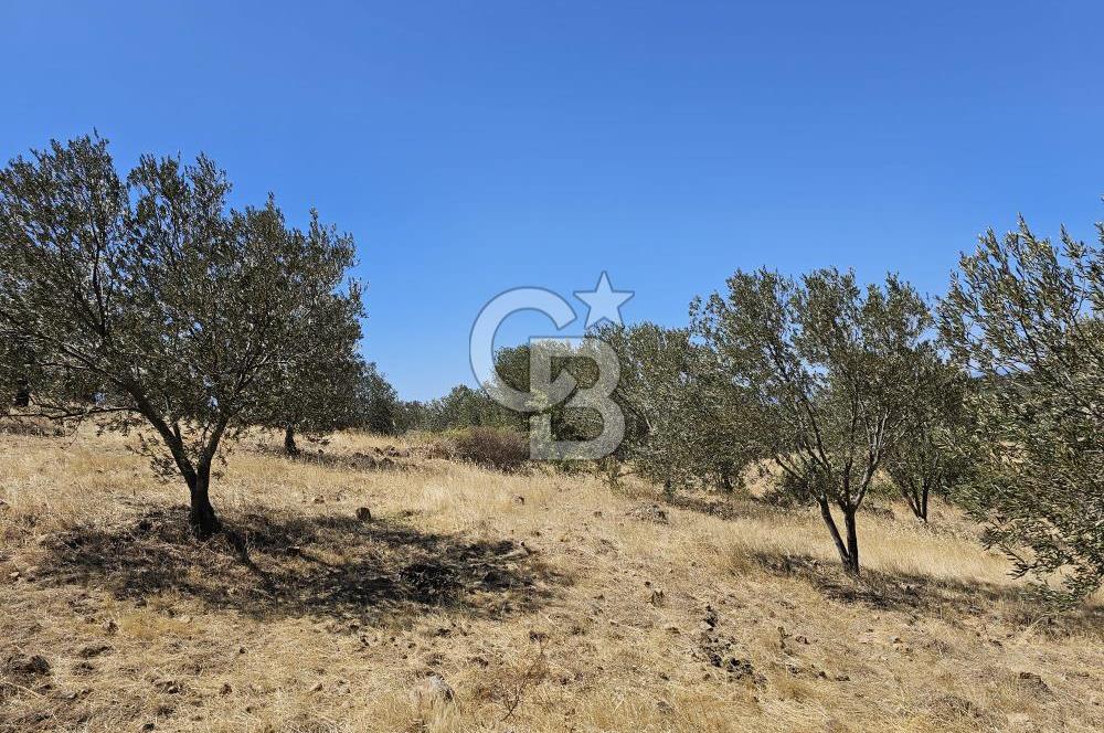 BALIKESİR GÖMEÇ HACI HÜSEYİNLER MH.YATIRIMLIK SATILIK ZEYTİNLİK