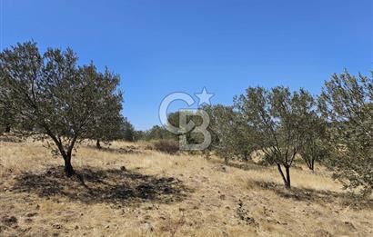 BALIKESİR GÖMEÇ HACI HÜSEYİNLER MH.YATIRIMLIK SATILIK ZEYTİNLİK