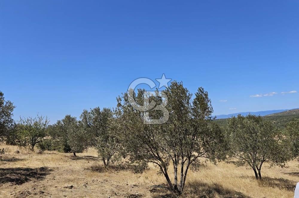 BALIKESİR GÖMEÇ HACI HÜSEYİNLER MH.YATIRIMLIK SATILIK ZEYTİNLİK