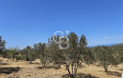BALIKESİR GÖMEÇ HACI HÜSEYİNLER MH.YATIRIMLIK SATILIK ZEYTİNLİK