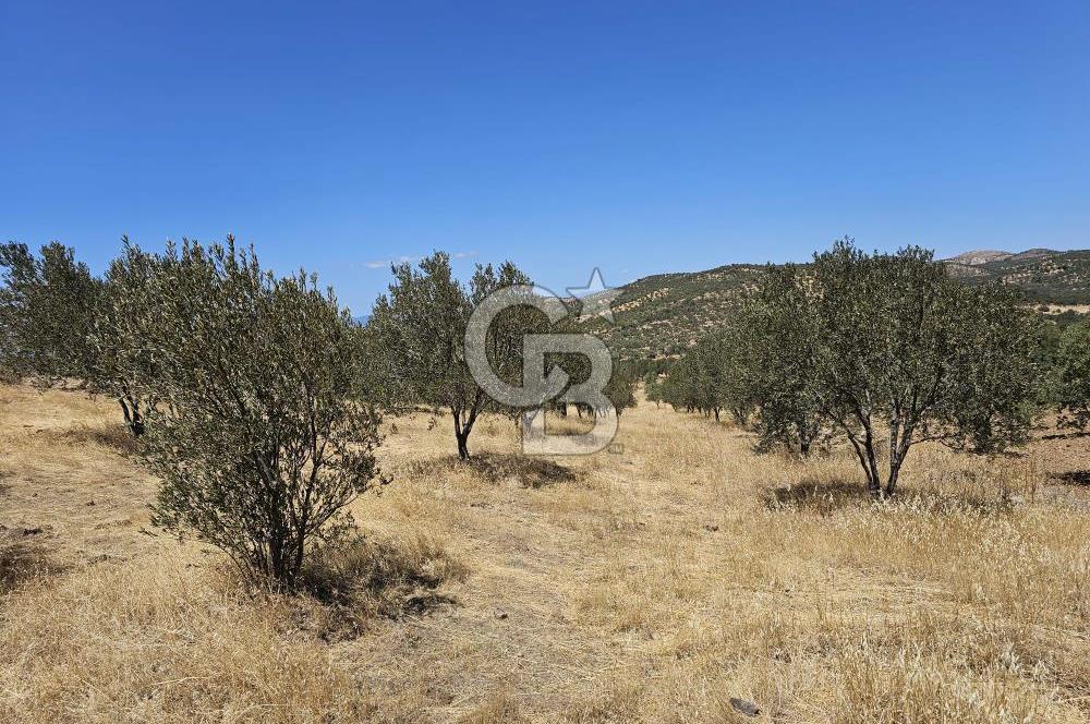 BALIKESİR GÖMEÇ HACI HÜSEYİNLER MH.YATIRIMLIK SATILIK ZEYTİNLİK