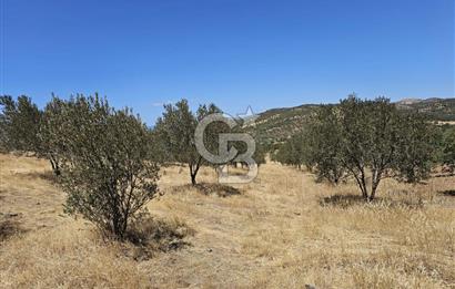 BALIKESİR GÖMEÇ HACI HÜSEYİNLER MH.YATIRIMLIK SATILIK ZEYTİNLİK