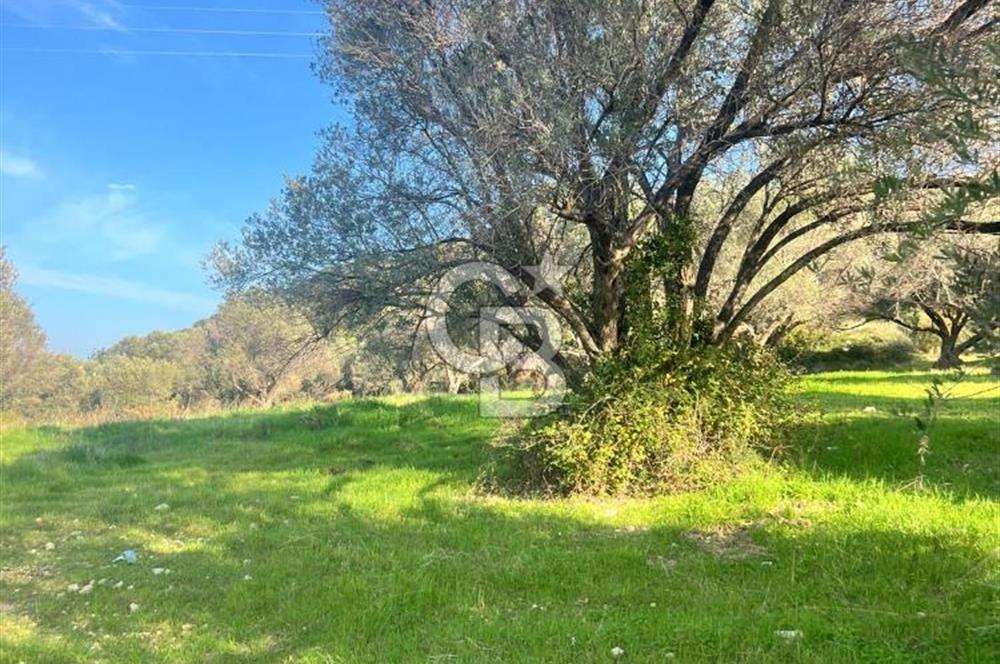 Karaburun Mordoğan Azmak Mevkiinde Deniz Manzaralı Tarla