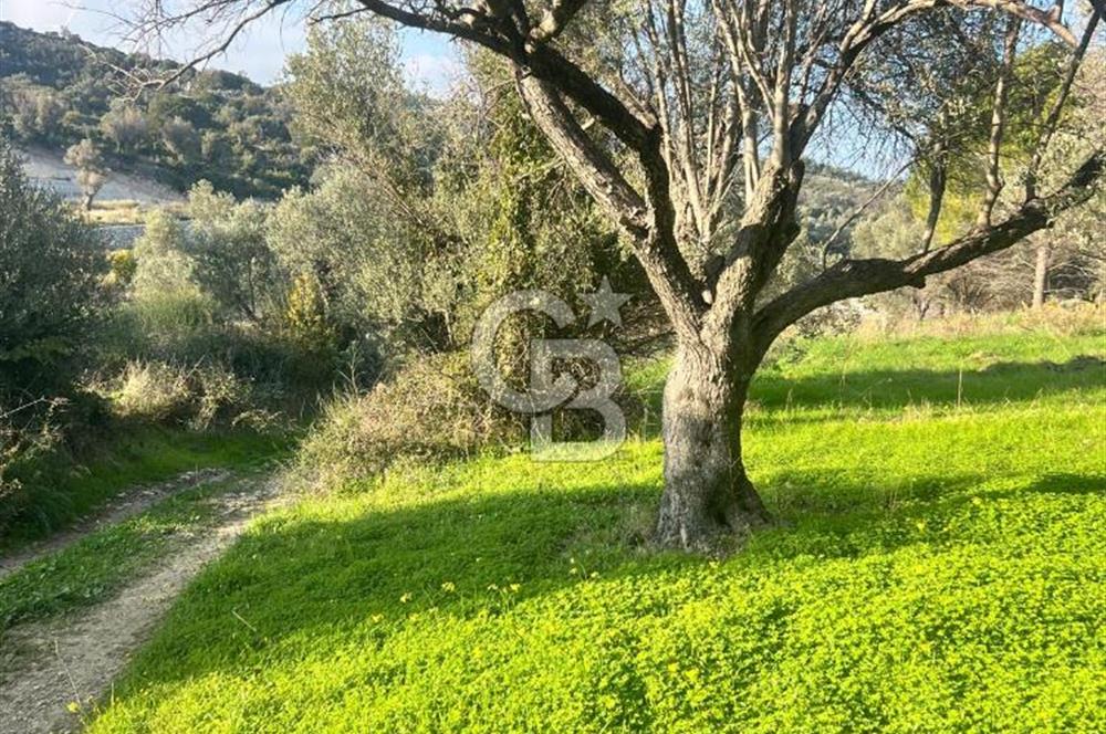 Karaburun Mordoğan Azmak Mevkiinde Deniz Manzaralı Tarla