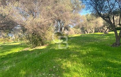 Karaburun Mordoğan Azmak Mevkiinde Deniz Manzaralı Tarla