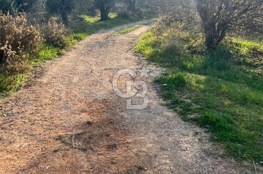 Karaburun Mordoğan Azmak Mevkiinde Deniz Manzaralı Tarla