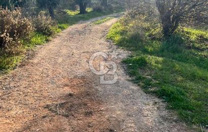 Karaburun Mordoğan Azmak Mevkiinde Deniz Manzaralı Tarla
