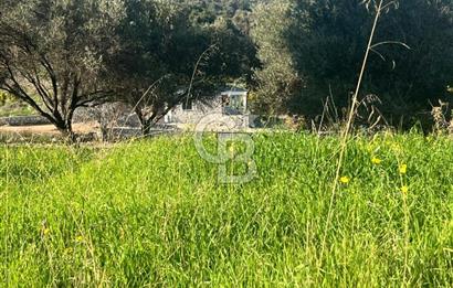 Karaburun Mordoğan Azmak Mevkiinde Deniz Manzaralı Tarla