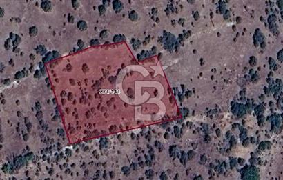 DENİZLİ BEKİLLİ'DE YATIRIM VE TARIMSAL DEĞER POTANSİYELLİ TARLA