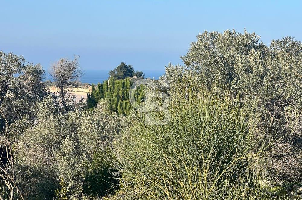 Karaburun Mordoğan Azmak Mevkiinde Deniz Manzaralı Tarla
