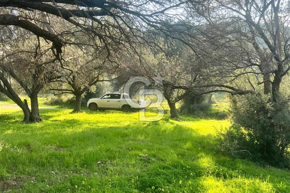 Karaburun Mordoğan Azmak Mevkiinde Deniz Manzaralı Tarla