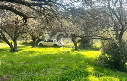 Karaburun Mordoğan Azmak Mevkiinde Deniz Manzaralı Tarla